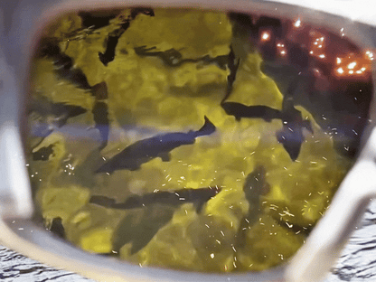 [Pre-orders for January 2025] Gillsee | Polarized Sunglasses Series XL