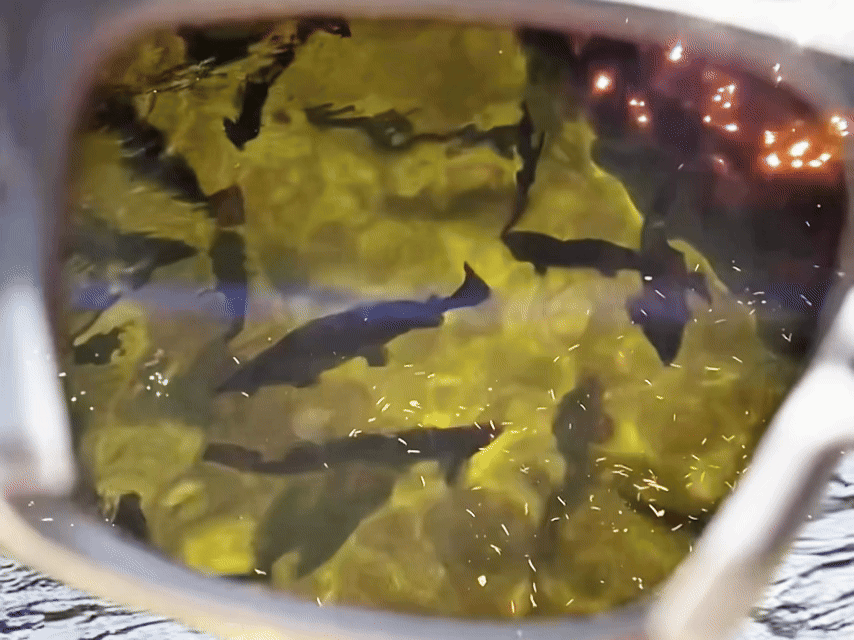 偏光サングラス越しに水中の魚が見える様子