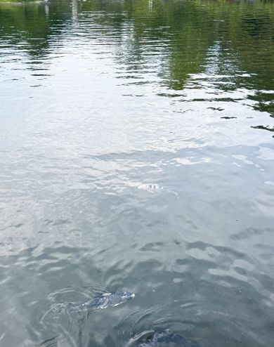 肉眼で見た水面